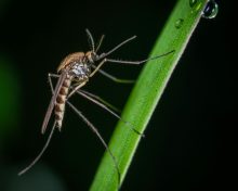Mosquits modificats, risc o solució
