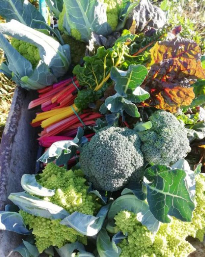 hort de can tabaquet 3