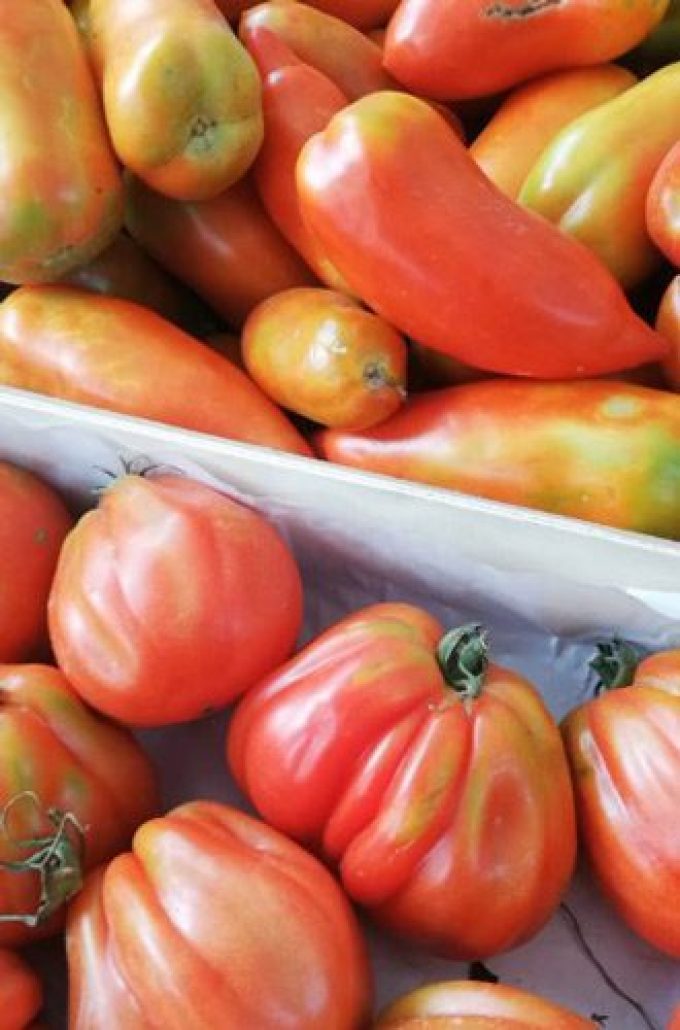 hort de can tabaquet 5