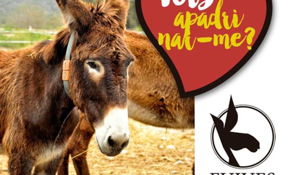 ruc català, ecomuseu, cosmètica natural llet de burra liofilitzada, nucli zooolig, berga, barcelona, beguedà, apadrinament rucs, sortides, visites guiades