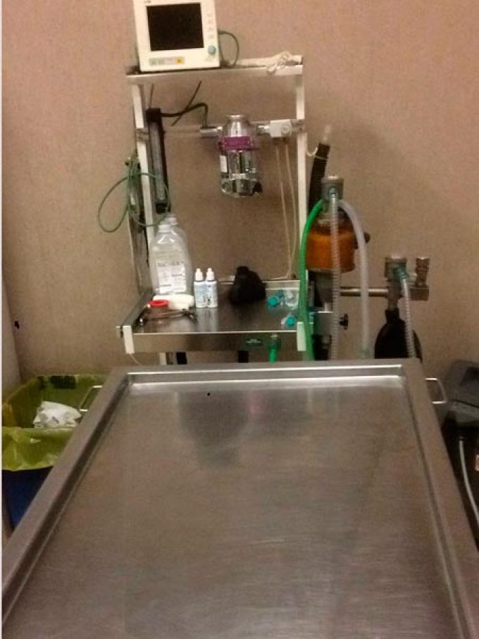 centre veterinari knino3