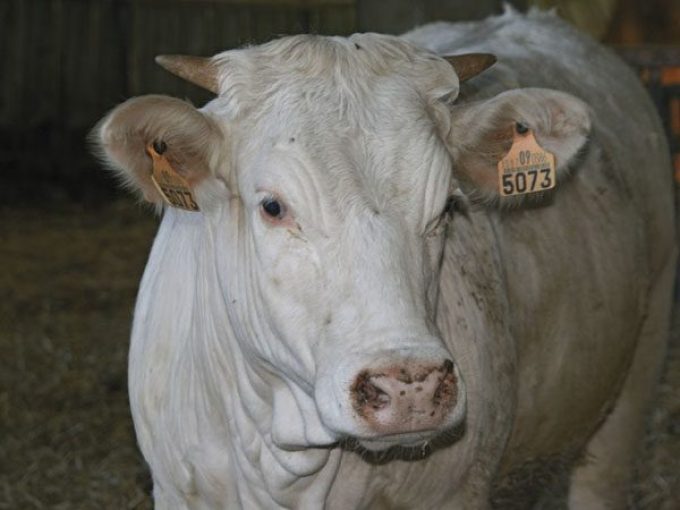 vedella ecologica del pedraforca a saldes