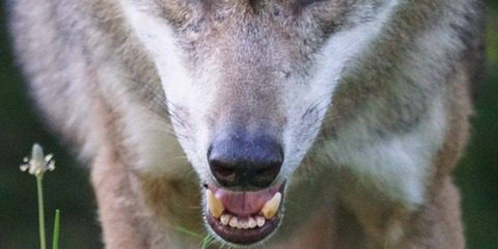 Diferència entre predador i depredador