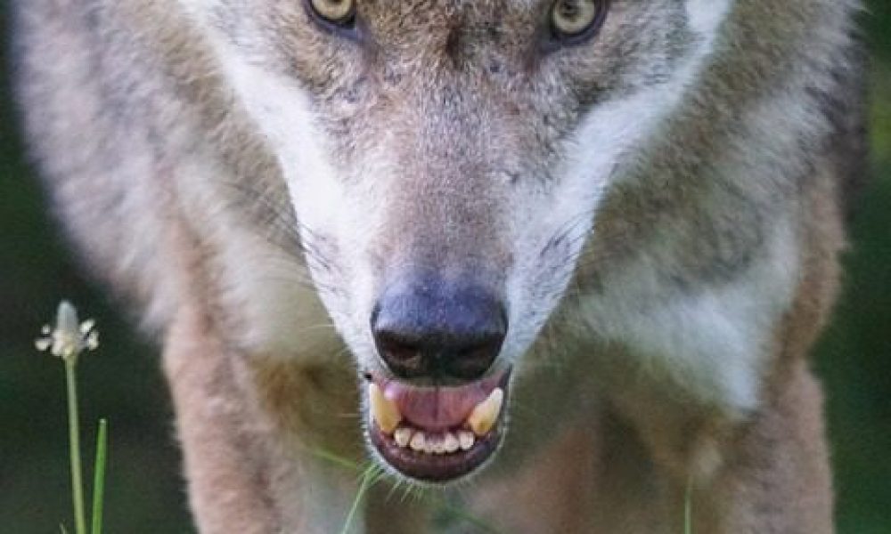 Diferència entre predador i depredador