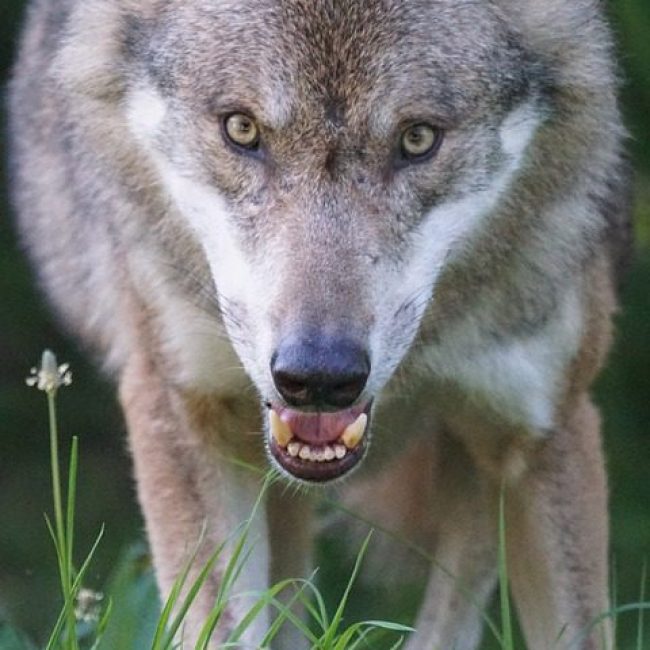 Diferència entre predador i depredador
