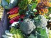 hort de can tabaquet 3