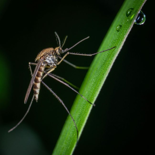 Mosquits modificats, risc o solució