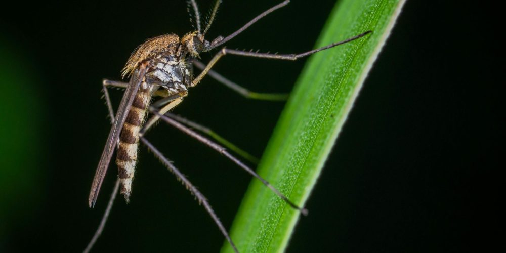 Mosquits modificats, risc o solució