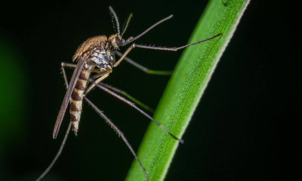 Mosquits modificats, risc o solució