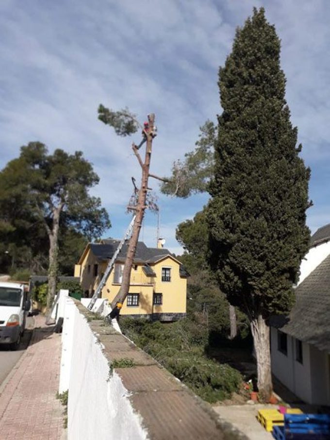 gespa artificial sempre verda 5