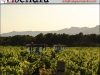 Aiguamúrcia Vins Vinyes Ecològiques Bodegues Visendra